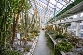 Botanical Garden, greenhouse with cacti and succulents, Zurich Succulent Collection, Switzerland,