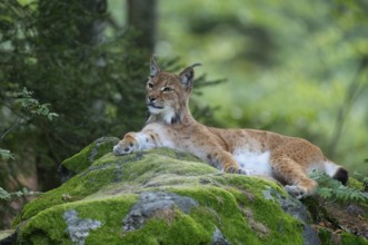 Eurasian lynx (Lynx lynx) lies on a moss-covered rock in the forest and looks attentively, Germany,
