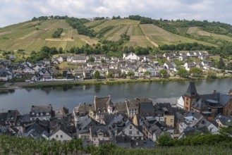 View of the Moselle and the village of Zell, Rhineland-Palatinate, Germany, Europe