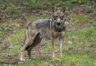Wolf (Canis lupus) stands in a clearing in the forest and looks attentively, Germany, Europe