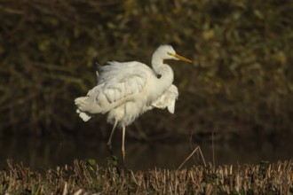 Great white egret (Ardea alba) adult bird shaking its feathers on an island in a lake, Suffolk,