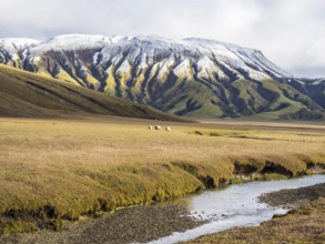 Sheep grazing in the open landscape, early snow on mountain range, along road Landmannaleid F225,
