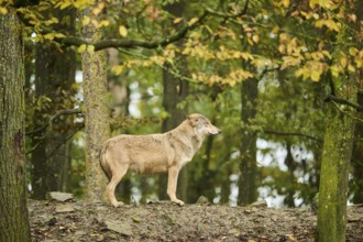 Eastern wolf (Canis lupus lycaon) standing on a little hill, Bavaria, Germany, Europe