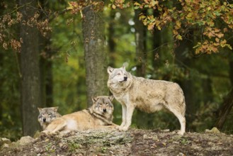 Eastern wolves (Canis lupus lycaon) standing and lyingon a little hill, Bavaria, Germany, Europe