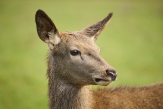 Red deer (Cervus elaphus) hind, portrait, on a meadow, Bavaria, Germany, Europe