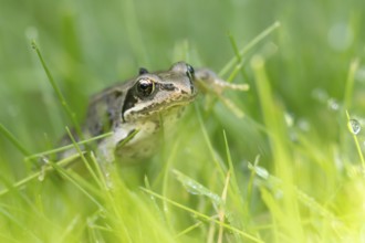 Common frog (Rana temporaria) juvenile baby amphibian walking through grass of a garden lawn,