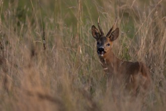 Roebuck, leaf time, Wittlich, Rhineland-Palatinate, Germany, Europe