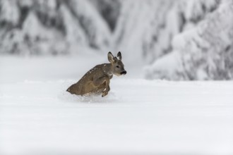 One young male Roe Deer, Roe buck (Capreolus capreolus), running through deep snow. Trees in the