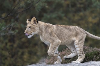 One female young lion (Panthera leo) running at a forest edge. Green vegetation in the background