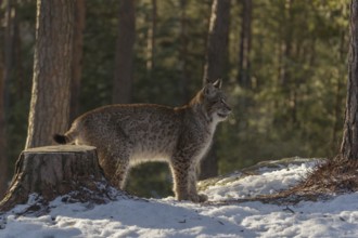 One young male Eurasian lynx, (Lynx lynx), walking over a snow covered forest ground in early