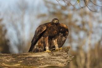 One golden eagle (Aquila chrysaetos) sitting on a broken and rotting log with fall foliage in the