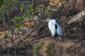 Cocoi Heron (Ardea cocoi) Pantanal Brazil