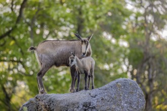 One adult female chamois (Rupicapra rupicapra) and her baby standing on a rock. A green forest in