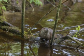 One Eurasian otter (Lutra lutra), swimming and climbing over a branch lying partially in water