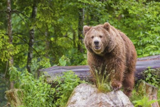 A female eurasian brown bear (Ursus arctos arctos) stands on a rock lying at a forest edge in early