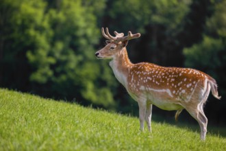 A male fallow deer (Dama dama) stands on a meadow. A forest is in the background