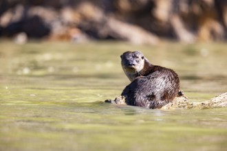 Southern river otter (Lontra longicaudis) Pantanal Brazil