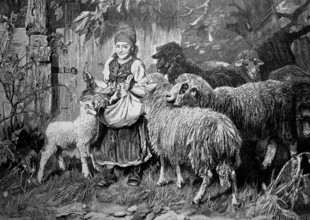 Sheep harassing a girl who has food in her apron, illustration from 1887, historical, digital