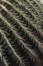Detail, surface of cactus, spine, spiky, surface, texture, background, nature, botany, plant,