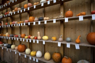 Classification, nomenclature, labelling shelf with various pumpkins, pumpkin exhibition, pumpkins,