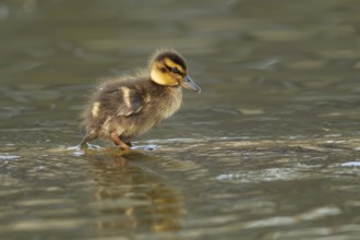 Mallard or Wild duck (Anas platyrhynchos) juvenile baby duckling bird on a lake, England, United