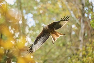 Red kite (Milvus milvus) flying in a forest, Bavaria, Germany, Europe