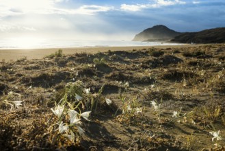 Lonely beach, Spiaggia Feraxi, sunrise, Capo Ferrato, Muravera, Province of Cagliari, Sardinia,