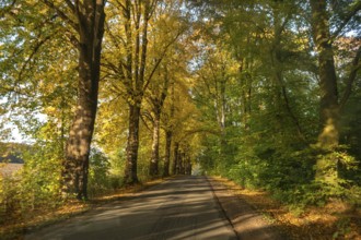 Autumnal avenue of lime trees (Tilia platyphyllo) s along a country road, Mecklenburg-Vorpommern,