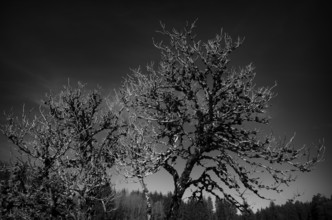 Dead tree, dead, full of lichen, black and white, Weiherwiesen nature reserve, Essingen, Swabian