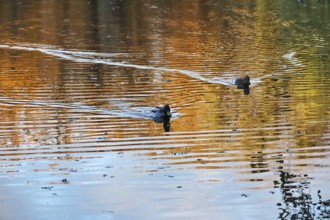 Ducks on a lake in autumn, Germany, Europe