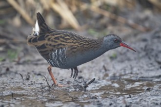 Water rail (Rallus aquaticus) adult bird walking on mud, England, United Kingdom, Europe