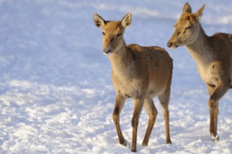 Two deer in snowy winter terrain, red deer (Cervus elaphus), Bavaria
