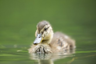 Wild duck (Anas platyrhynchos) youngster swimming in a little lake, Bavaria, Germany, Europe
