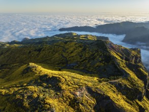 Aerial view at Pico do Arieiro of mountains over clouds with blooming Cytisus shrubs on sunset with