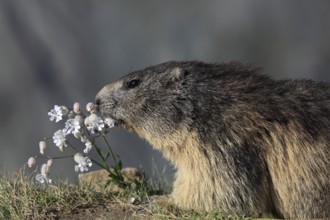 One adult Alpine Marmot, Marmota marmota, feeding on flowering herbs