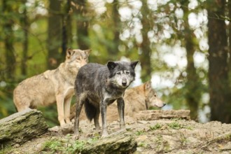 Eastern wolves (Canis lupus lycaon) lying on a little hill, Bavaria, Germany, Europe