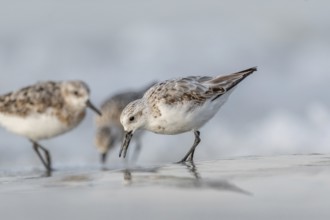 Sanderling (Calidris alba) feeding on a beach. Camaret sur mer, Crozon, Finistere, Brittany,