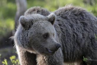 European brown bear, Karelia, Finland, Europe