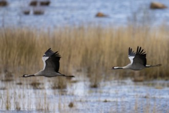 Common crane (Grus grus), Hornborga, Sweden, Europe