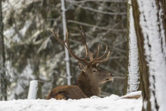 One Red Deer stag resting in a snow covered dense forest in winter