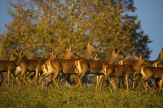 A herd of female red deer standing on a meadow in sweet evening light