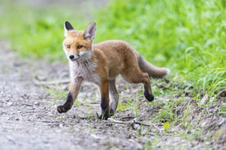 Fox (Vulpes vulpes) puppy Germany