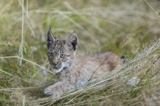 One young (10 weeks old) male Eurasian lynx, (Lynx lynx), walking through tall grass