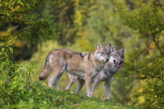 Two eurasian gray wolves (Canis lupus lupus) stand in a meadow on a hill