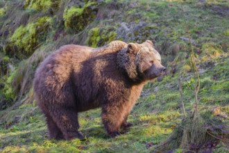 An adult female brown bear (Ursus arctos arctos) walks through hilly terrain with trees and rocks