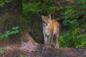 A Eurasian lynx, (Lynx lynx) stands next to a big tree in a forest