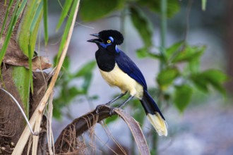 Plush-crested jay (Cyanocorax chrysops) Pantanal Brazil