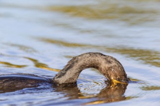 Humboldt Cormorant (Phalacrocorax brasilianus) Pantanal Brazil