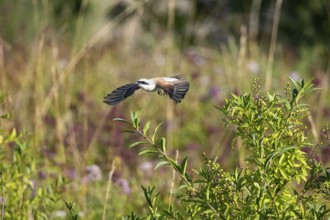 Red-backed shrike (Lanius collurio) ml Germany