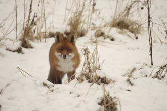 Fox (Vulpes vulpes) safe in the snow, Allgäu, Bavaria, Germany, Allgäu, Bavaria, Germany, Europe